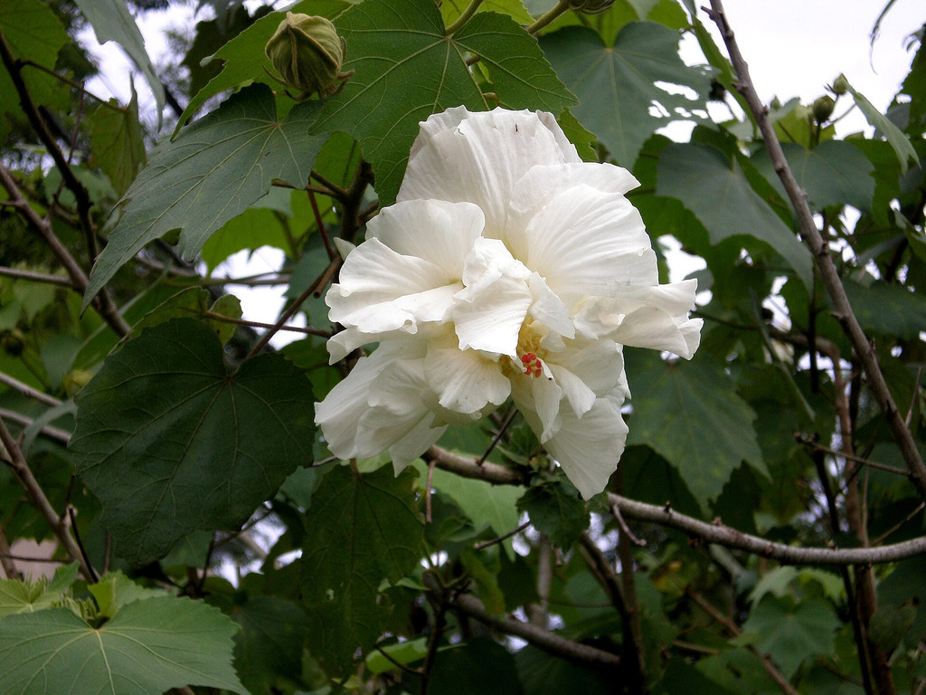朝に白い花を咲かせる酔芙蓉