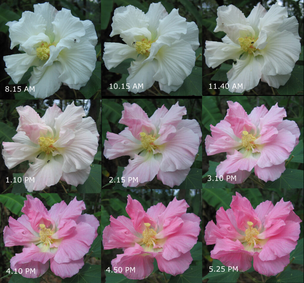 朝から夕方にかけて白からピンクへ色が変化する酔芙蓉