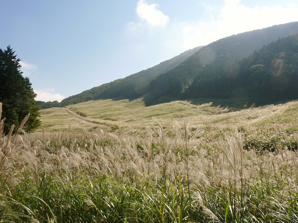 10月の仙石原すすき草原
