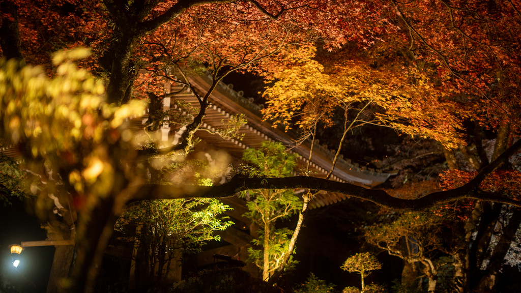 大雄山最乗寺の夜間ライトアップで照らされた紅葉