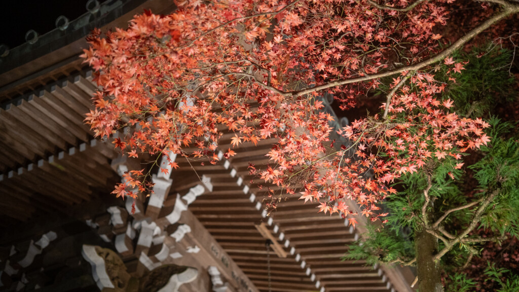 大雄山最乗寺の紅葉ライトアップ