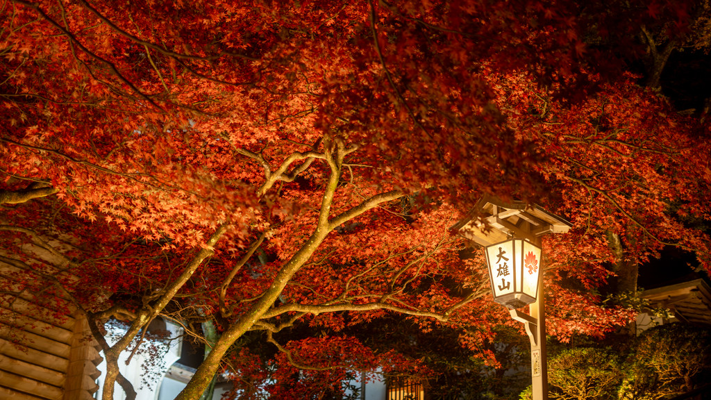 大雄山最乗寺の紅葉ライトアップ
