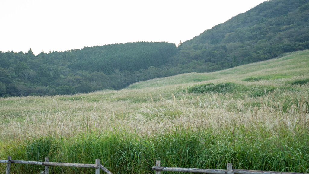 2026年10月8日朝の仙石原すすき草原