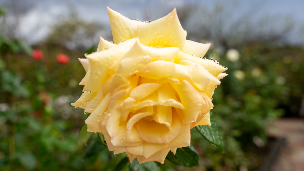 水滴のついた黄色いバラの花