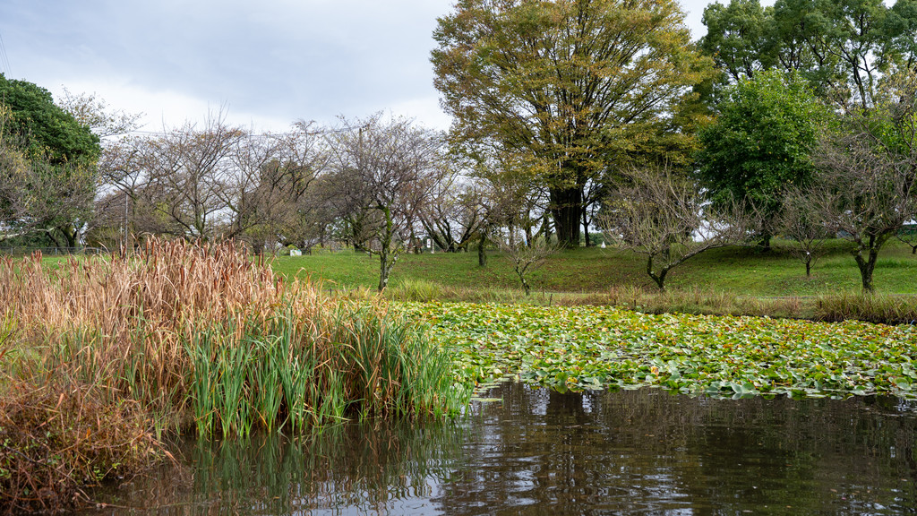 小田原フラワーガーデンの池と水辺の植物