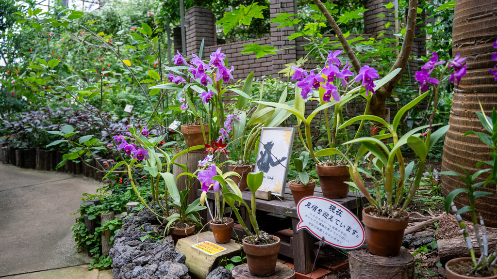 トロピカルドーム内の紫色の花と植物